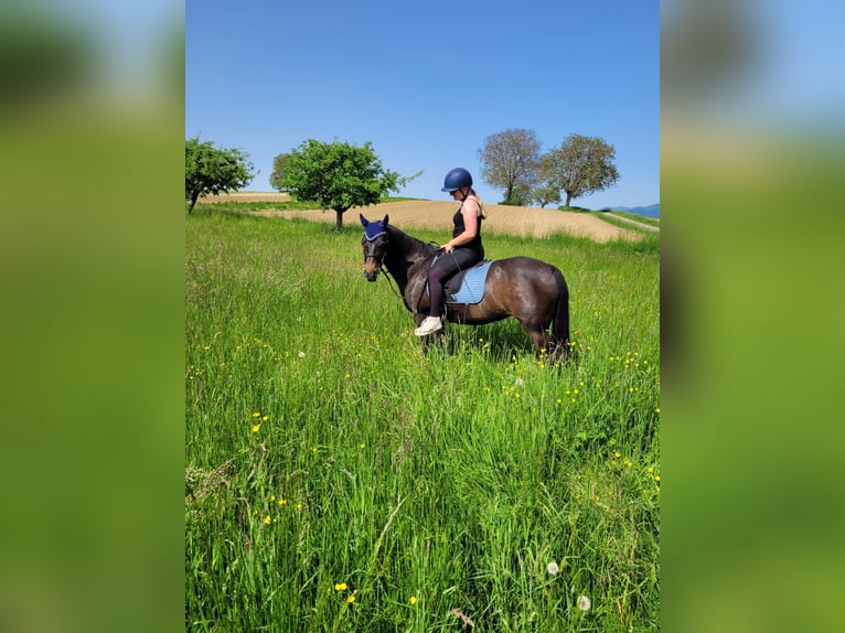 Deutsches Reitpony Stute 21 Jahre 148 cm Dunkelbrauner in Binzen