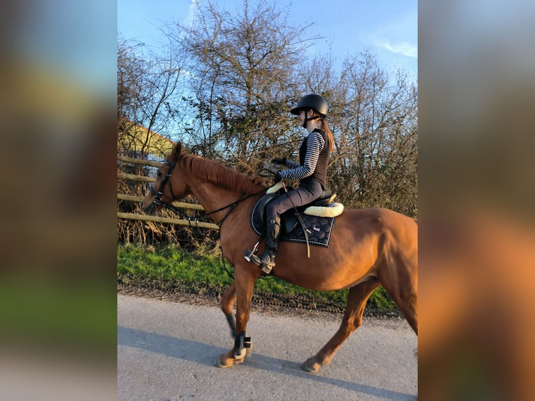 Deutsches Reitpony Stute 21 Jahre 148 cm Fuchs in Monheim am Rhein