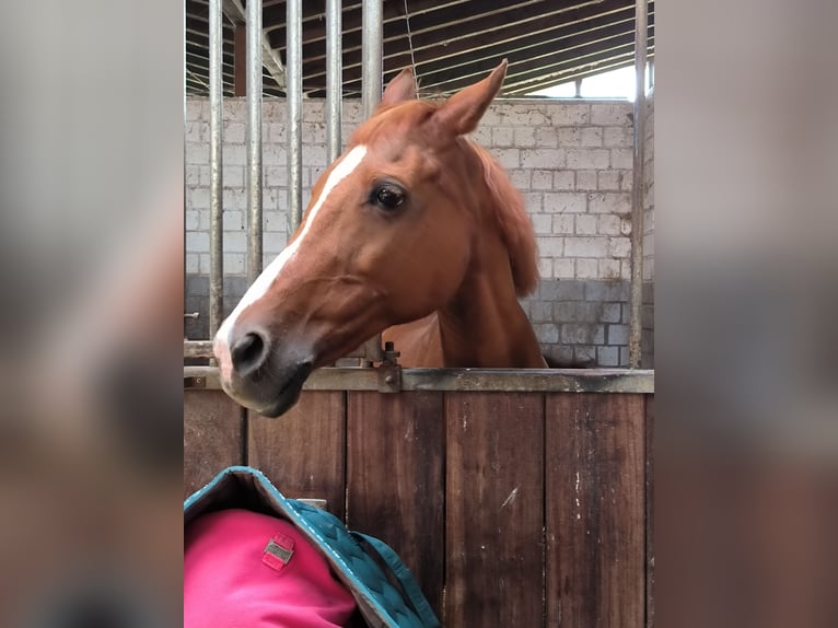 Deutsches Reitpony Stute 21 Jahre 148 cm Fuchs in Monheim am Rhein