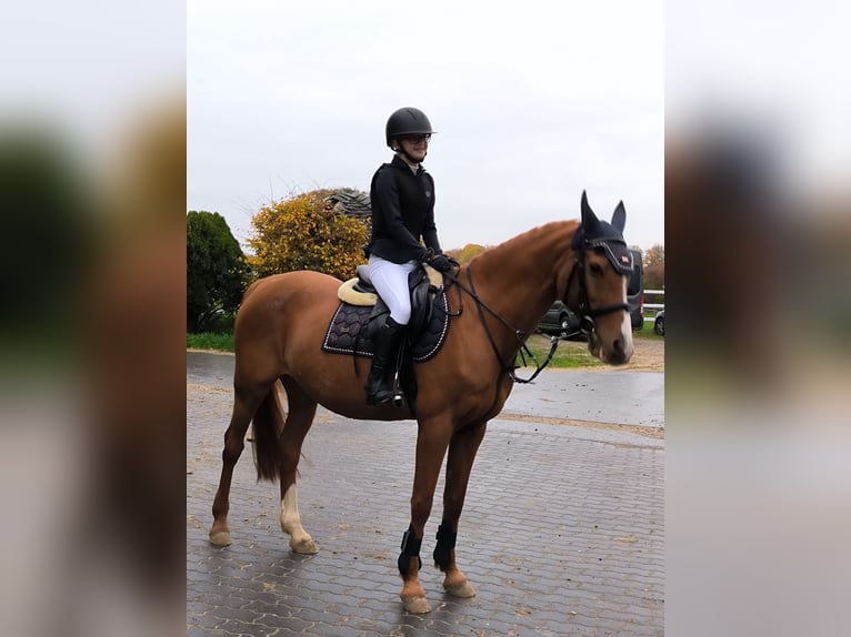 Deutsches Reitpony Stute 21 Jahre 148 cm Fuchs in Monheim am Rhein
