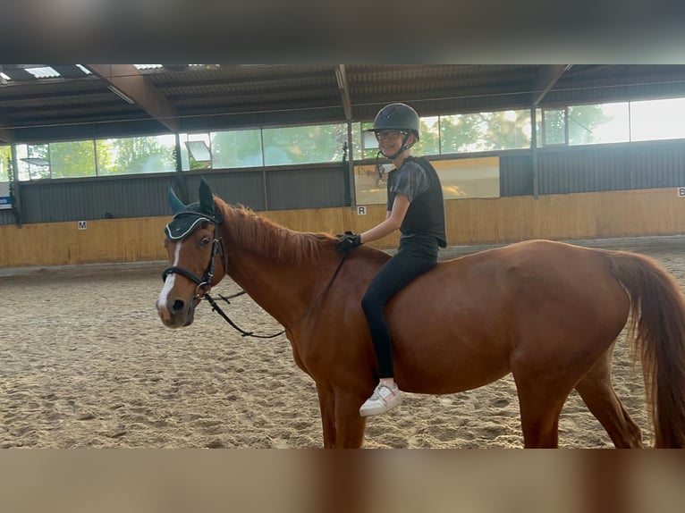 Deutsches Reitpony Stute 21 Jahre 148 cm Fuchs in Monheim am Rhein