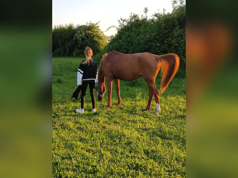 Deutsches Reitpony Stute 21 Jahre 148 cm Fuchs in Monheim am Rhein
