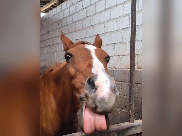 Deutsches Reitpony Stute 21 Jahre 148 cm Fuchs in Monheim am Rhein