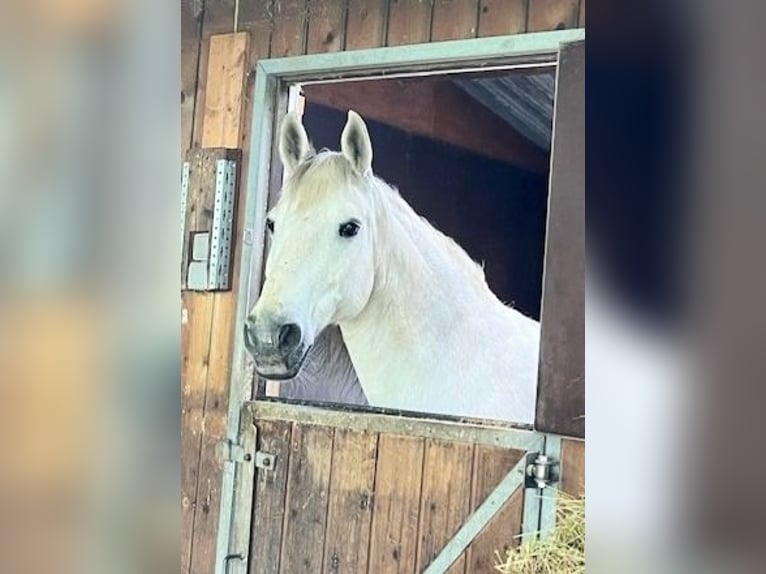 Deutsches Reitpony Stute 21 Jahre 152 cm Schimmel in Neustadt an der Weinstraße