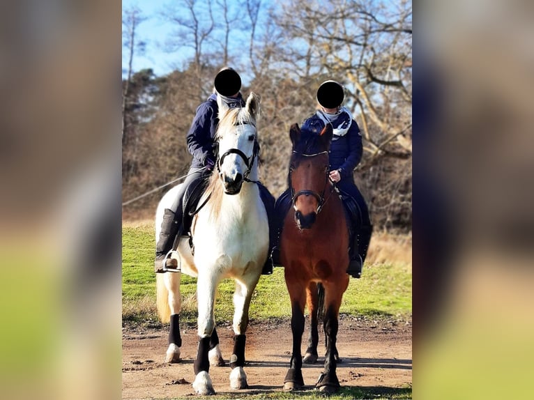 Deutsches Reitpony Stute 21 Jahre 152 cm Schimmel in Neustadt an der Weinstraße