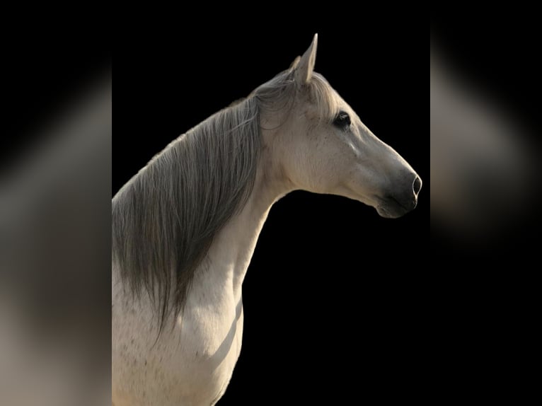 Deutsches Reitpony Stute 21 Jahre 152 cm Schimmel in Neustadt an der Weinstraße