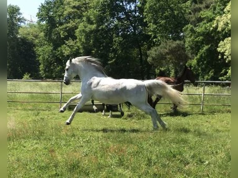 Deutsches Reitpony Stute 21 Jahre 152 cm Schimmel in Neustadt an der Weinstraße