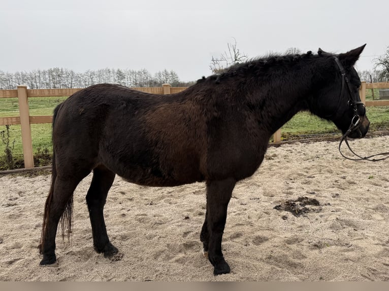 Deutsches Reitpony Stute 22 Jahre 135 cm Dunkelbrauner in Lambach