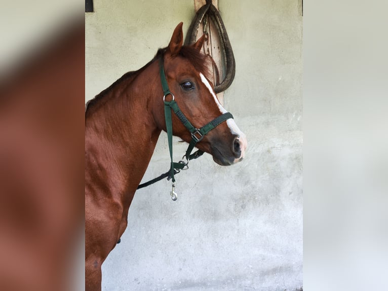 Deutsches Reitpony Stute 22 Jahre 136 cm Fuchs in Aichstetten