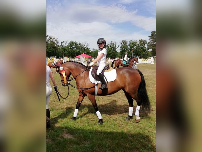 Deutsches Reitpony Stute 22 Jahre 138 cm Brauner in Dornburg