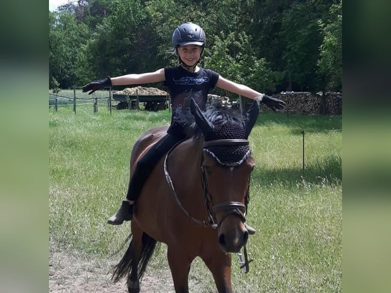 Deutsches Reitpony Stute 22 Jahre 138 cm Brauner in Dornburg