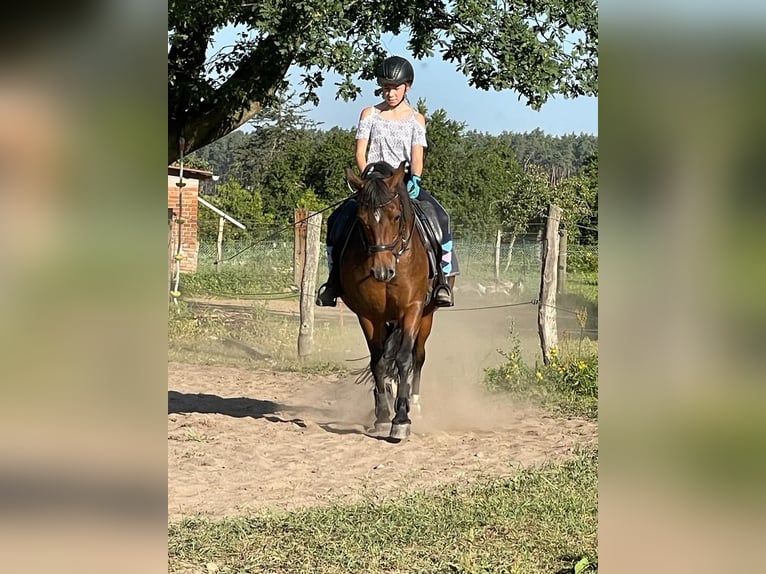 Deutsches Reitpony Stute 22 Jahre 138 cm Brauner in Dornburg