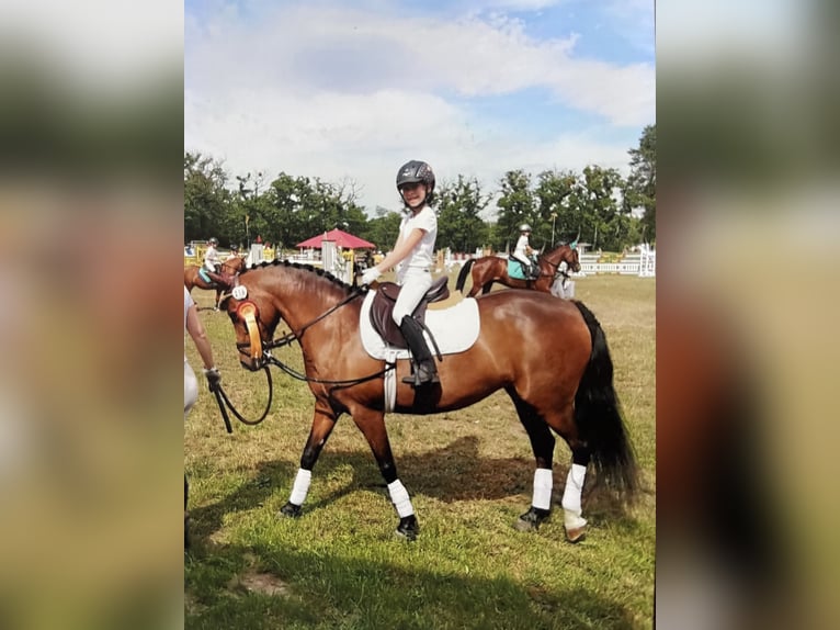 Deutsches Reitpony Stute 22 Jahre 138 cm Brauner in Dornburg