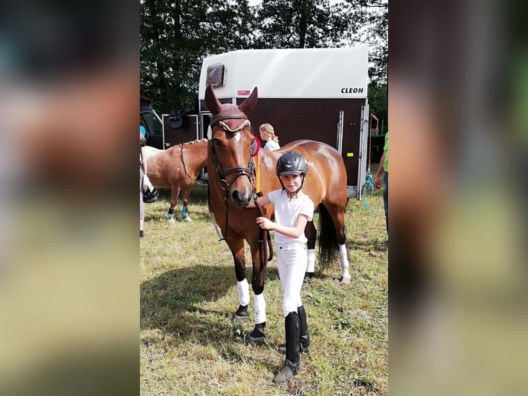 Deutsches Reitpony Stute 22 Jahre 138 cm Brauner in Dornburg