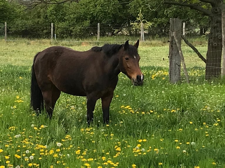 Deutsches Reitpony Stute 22 Jahre 138 cm Brauner in Dornburg