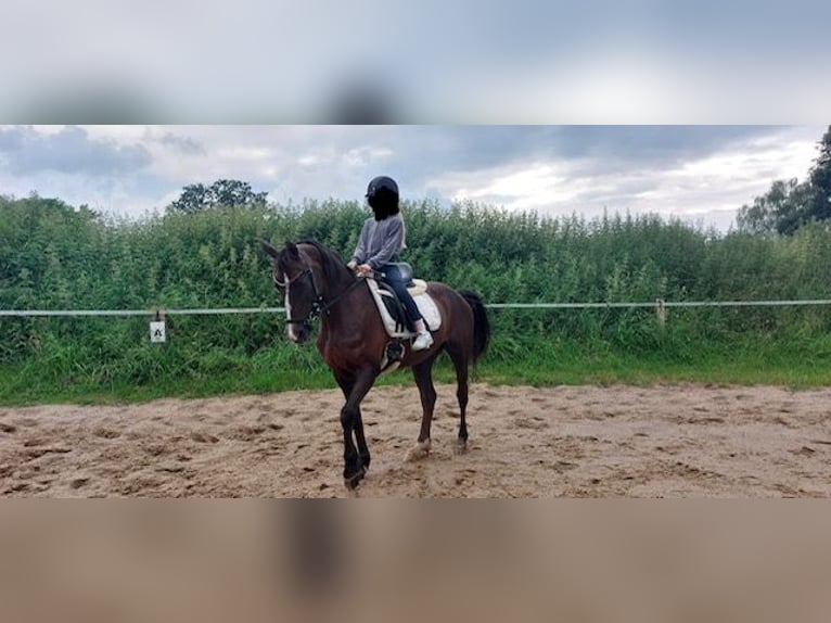 Deutsches Reitpony Stute 22 Jahre 142 cm Dunkelfuchs in Wohltorf