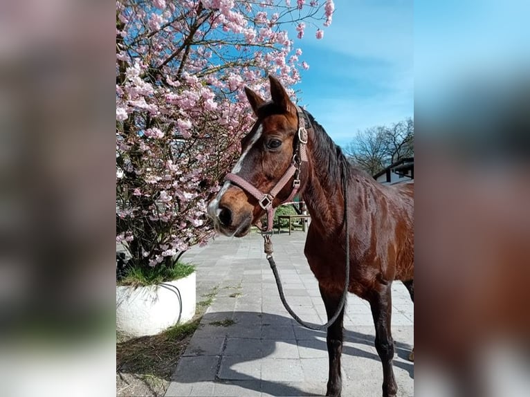 Deutsches Reitpony Stute 22 Jahre 142 cm Dunkelfuchs in Wohltorf