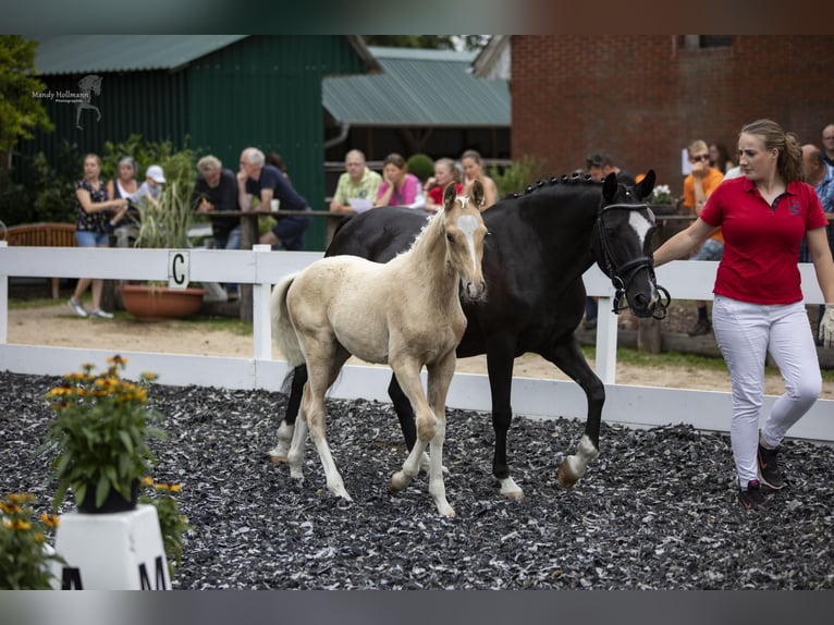 Deutsches Reitpony Stute 22 Jahre 145 cm Rappe in Walchum