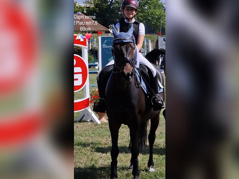 Deutsches Reitpony Stute 22 Jahre 146 cm Dunkelbrauner in Warendorf