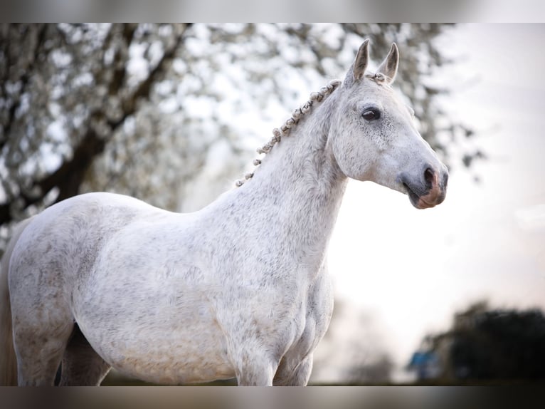 Deutsches Reitpony Stute 22 Jahre 146 cm Schimmel in Laudenbach
