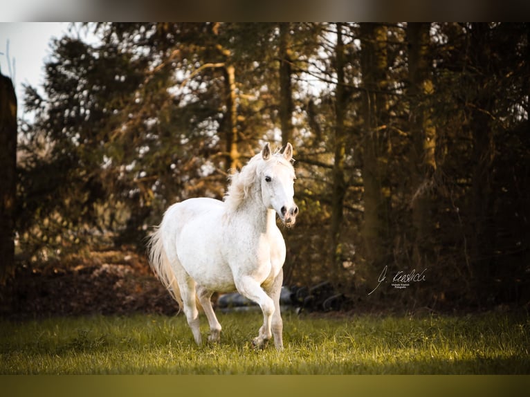 Deutsches Reitpony Stute 22 Jahre 146 cm Schimmel in Laudenbach