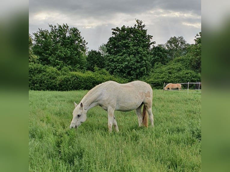 Deutsches Reitpony Stute 22 Jahre 146 cm Schimmel in Laudenbach
