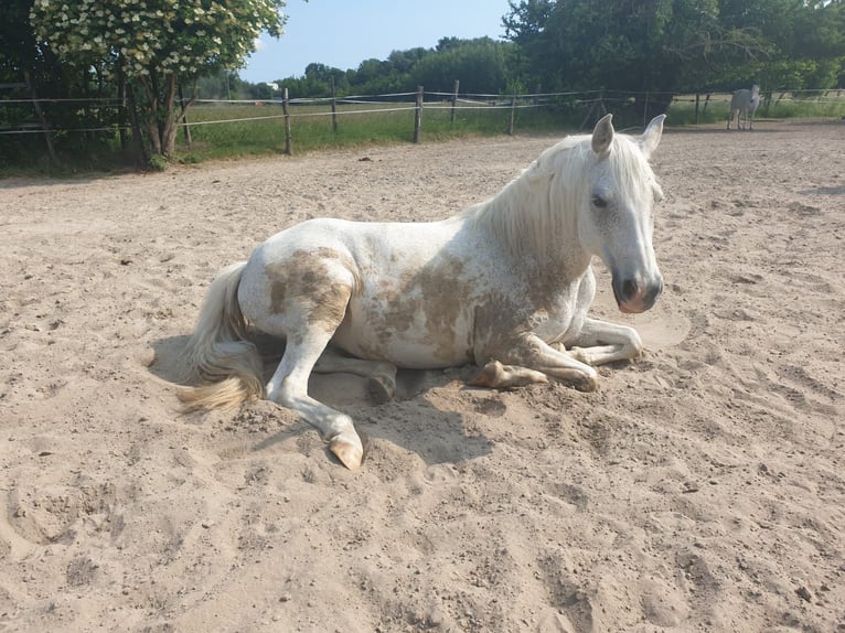 Deutsches Reitpony Stute 22 Jahre 146 cm Schimmel in Laudenbach