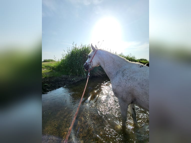 Deutsches Reitpony Stute 22 Jahre 146 cm Schimmel in Laudenbach