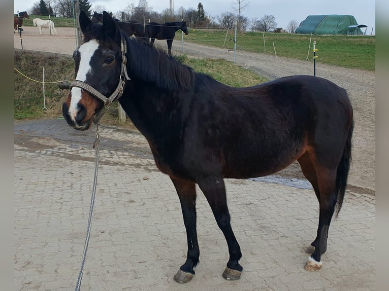 Deutsches Reitpony Stute 22 Jahre 149 cm Dunkelbrauner in Hameln