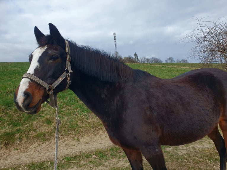 Deutsches Reitpony Stute 22 Jahre 149 cm Dunkelbrauner in Hameln