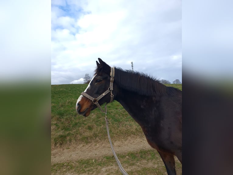 Deutsches Reitpony Stute 22 Jahre 149 cm Dunkelbrauner in Hameln