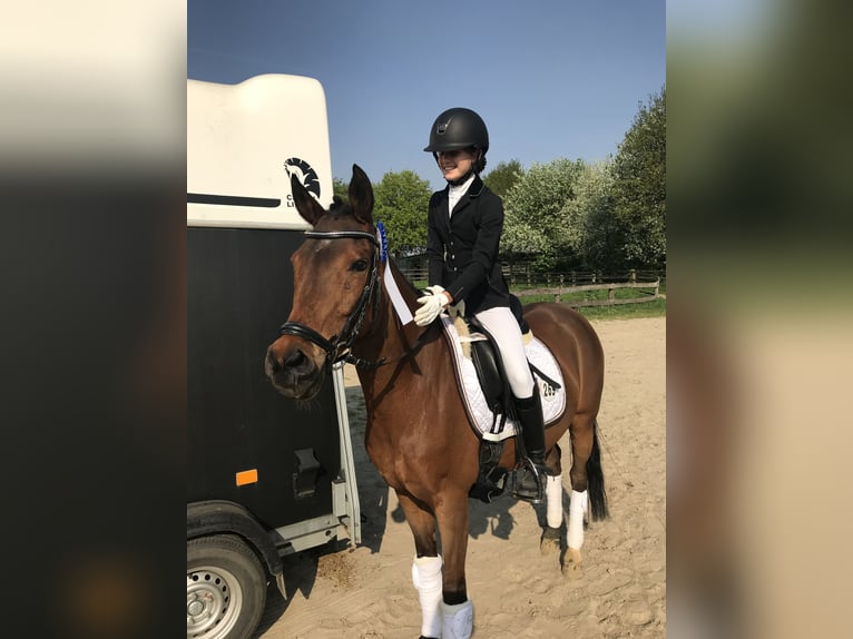 Deutsches Reitpony Stute 23 Jahre 146 cm Brauner in Bergkirchen