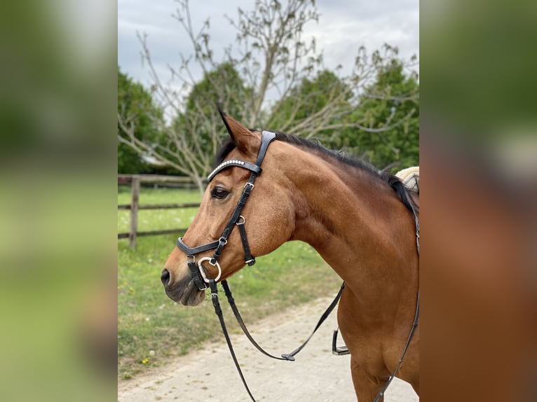 Deutsches Reitpony Stute 23 Jahre 146 cm Brauner in Bergkirchen