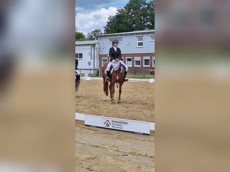 Deutsches Reitpony Stute 23 Jahre 148 cm Fuchs in Ritterhude