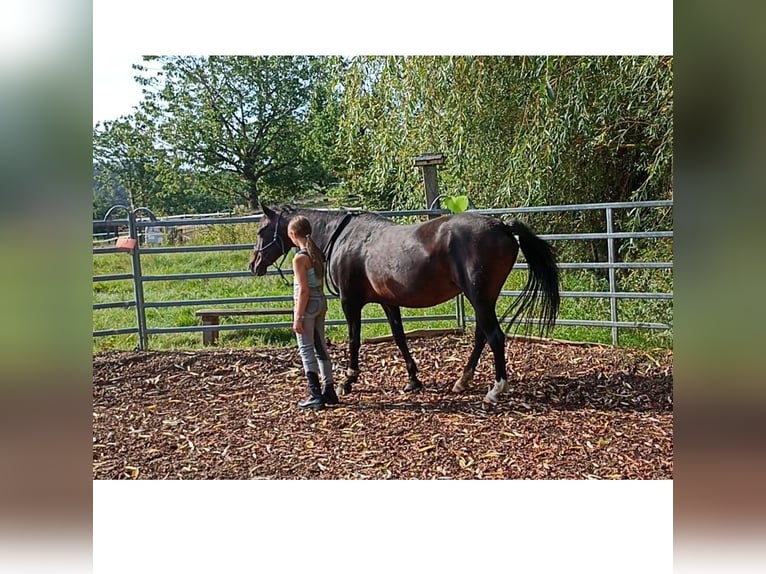 Deutsches Reitpony Stute 23 Jahre 148 cm Schwarzbrauner in Manning