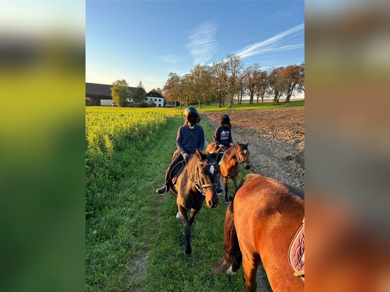 Deutsches Reitpony Stute 23 Jahre 148 cm Schwarzbrauner in Manning