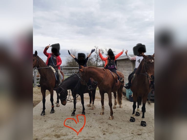 Deutsches Reitpony Stute 23 Jahre 148 cm Schwarzbrauner in Manning