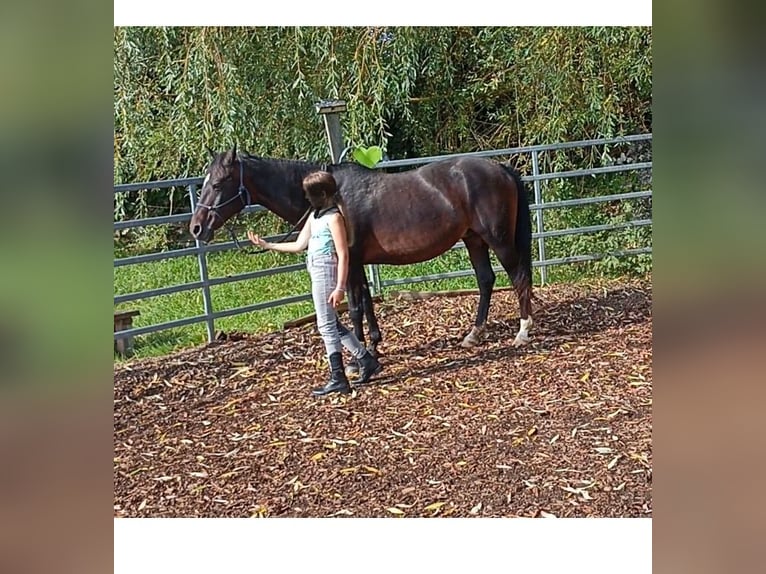 Deutsches Reitpony Stute 23 Jahre 148 cm Schwarzbrauner in Manning