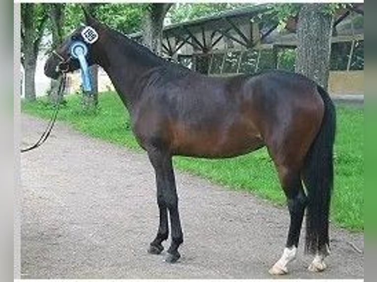 Deutsches Reitpony Stute 23 Jahre 148 cm Schwarzbrauner in Manning