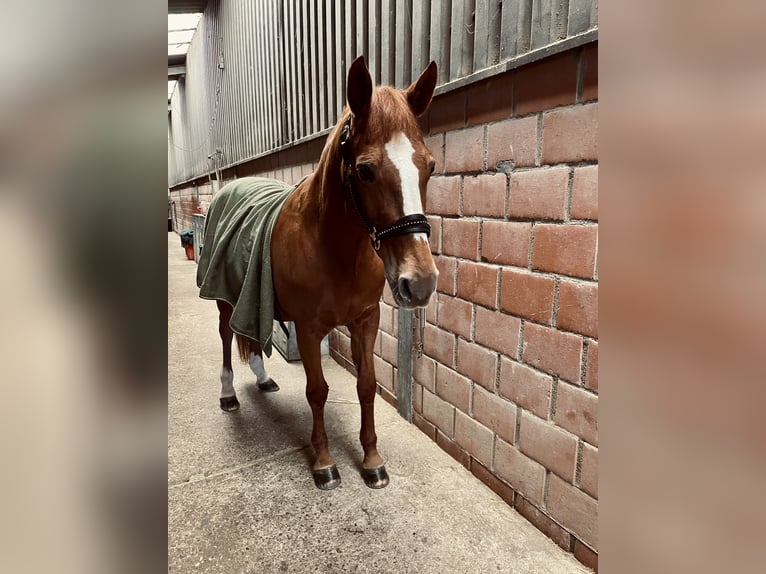 Deutsches Reitpony Stute 23 Jahre 150 cm Fuchs in Stolberg (Rheinland)