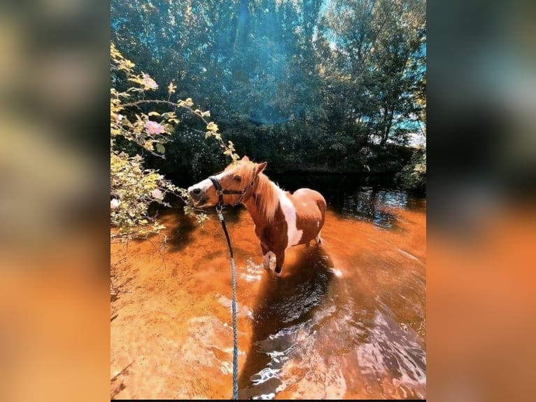 Deutsches Reitpony Mix Stute 24 Jahre 135 cm Schecke in Berlin