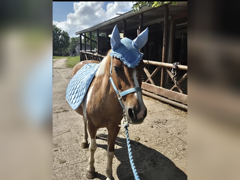 Deutsches Reitpony Mix Stute 24 Jahre 135 cm Schecke in Berlin