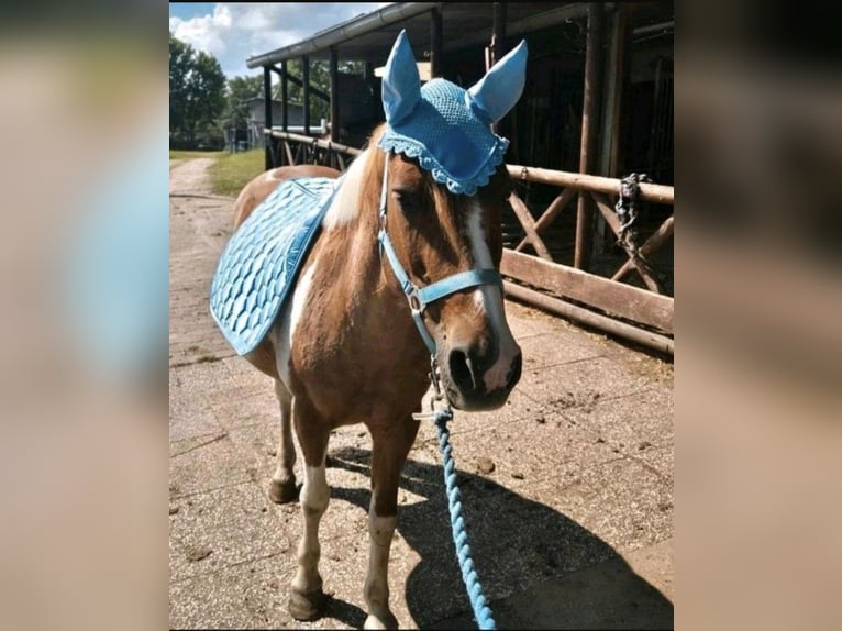 Deutsches Reitpony Mix Stute 24 Jahre 135 cm Schecke in Berlin