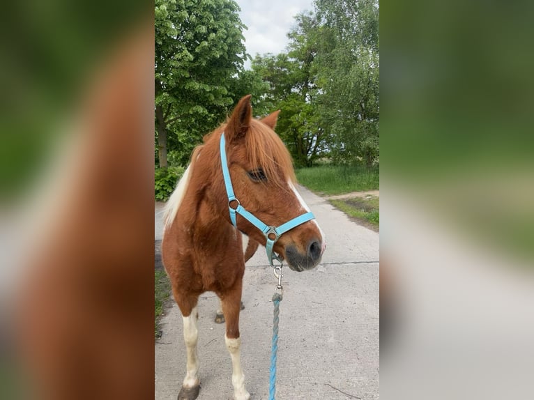 Deutsches Reitpony Mix Stute 24 Jahre 135 cm Schecke in Berlin