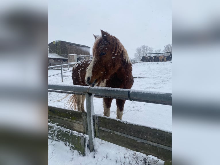 Deutsches Reitpony Mix Stute 24 Jahre 135 cm Schecke in Berlin