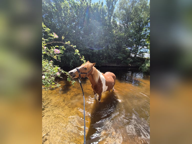 Deutsches Reitpony Mix Stute 24 Jahre 135 cm Schecke in Berlin