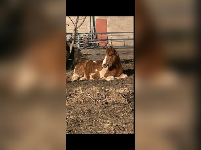 Deutsches Reitpony Mix Stute 24 Jahre 135 cm Schecke in Berlin