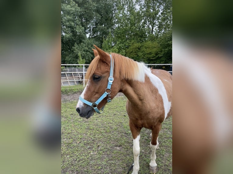 Deutsches Reitpony Mix Stute 24 Jahre 135 cm Schecke in Berlin