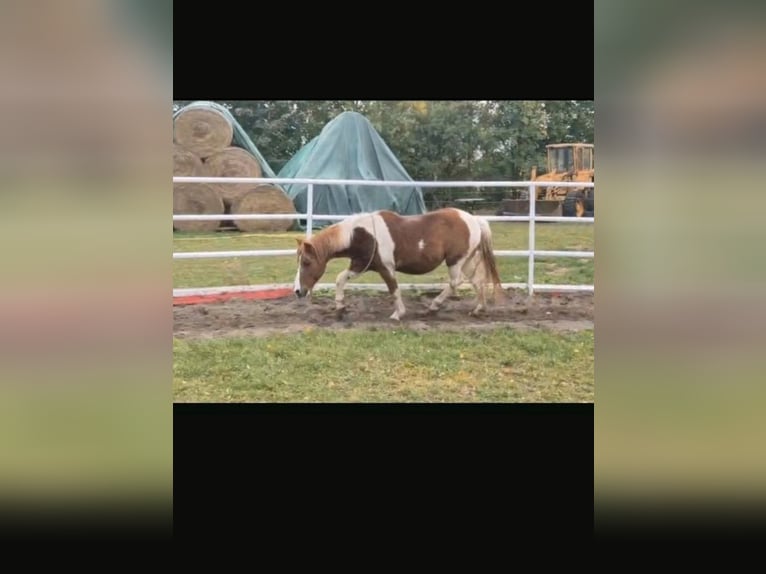 Deutsches Reitpony Mix Stute 24 Jahre 135 cm Schecke in Berlin