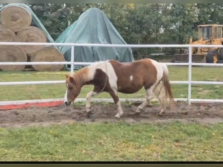 Deutsches Reitpony Mix Stute 24 Jahre 135 cm Schecke in Berlin